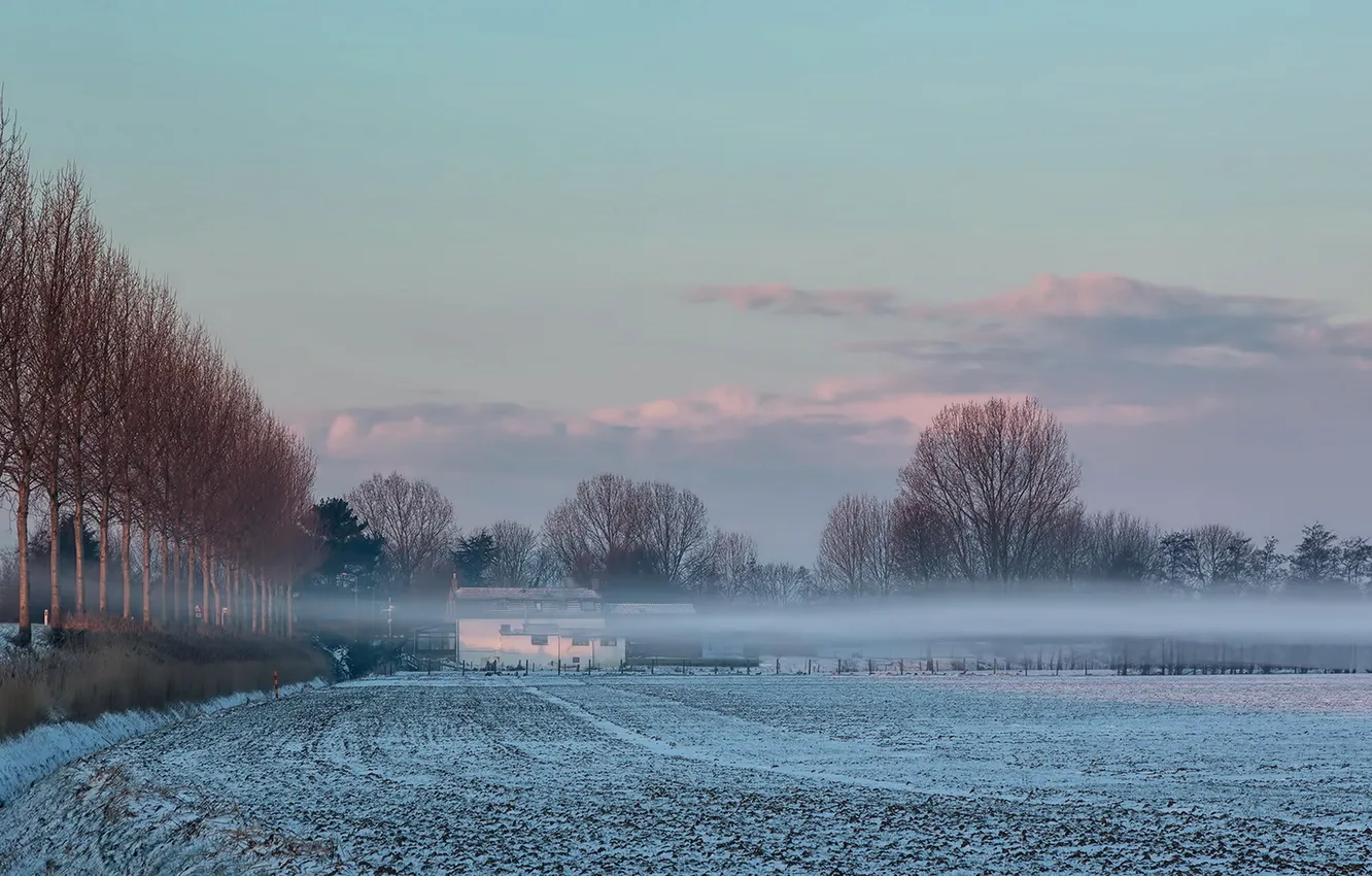 Фото обои поле, снег, туман, утро