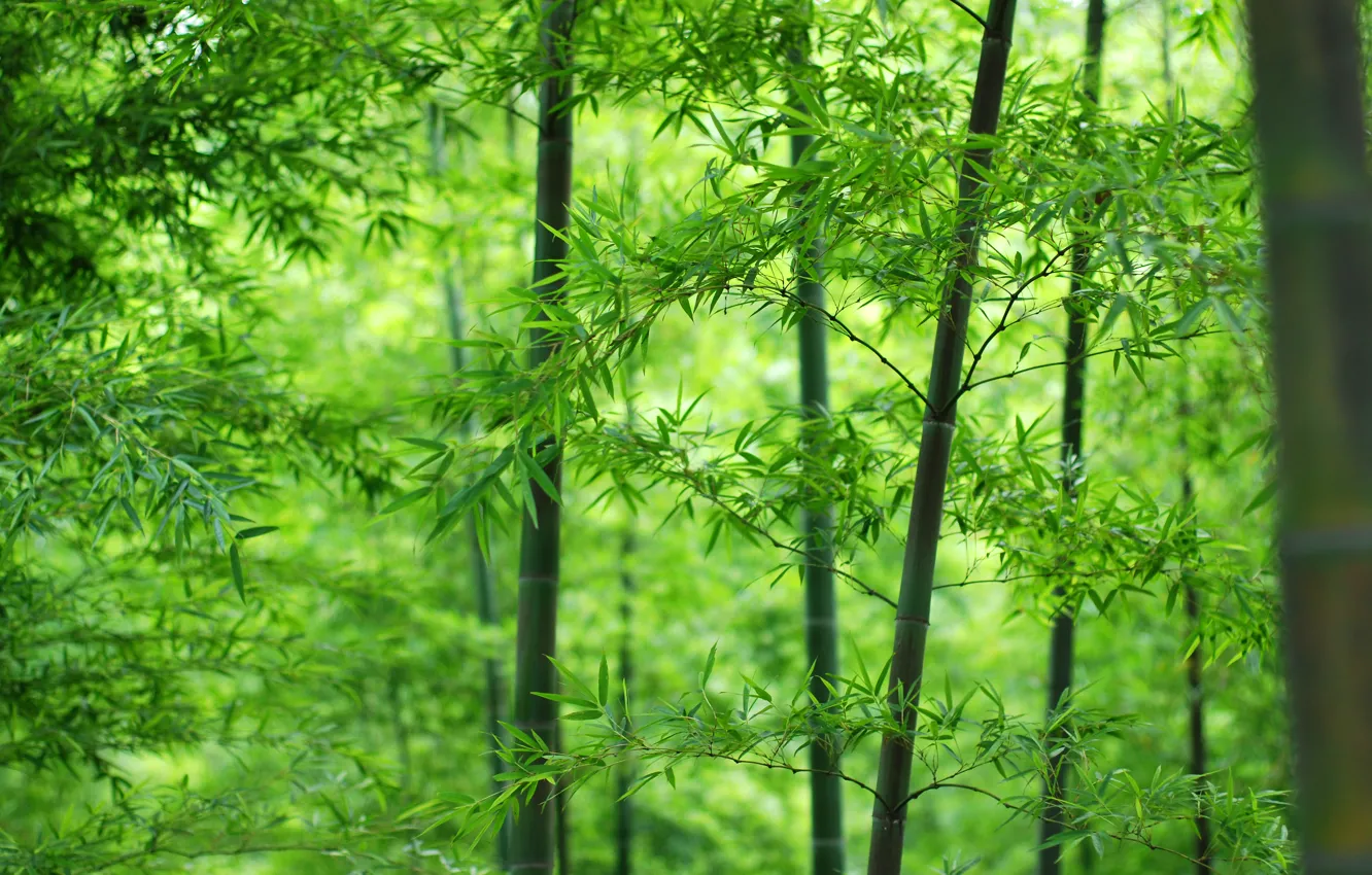 Фото обои лес, листья, бамбук, ствол