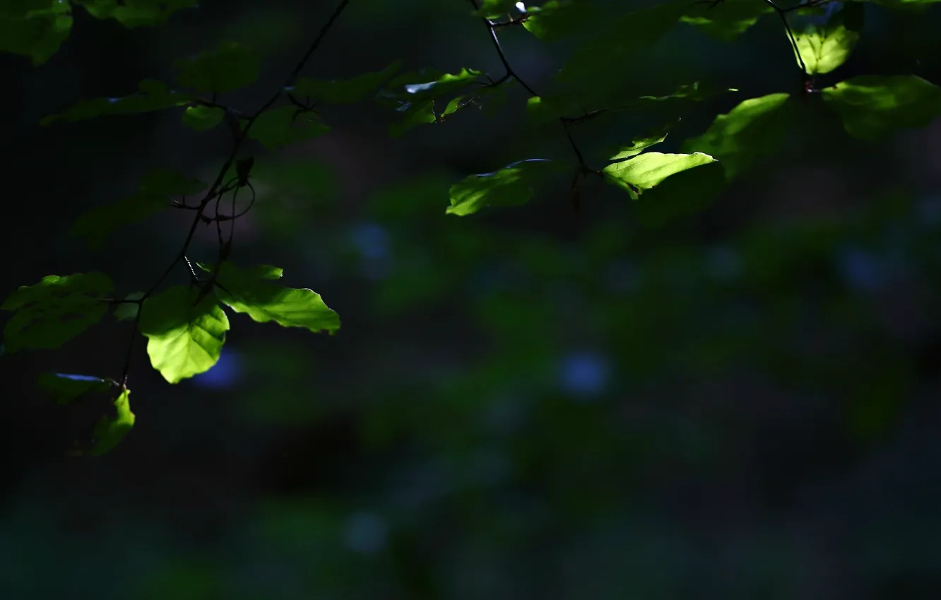 Фото обои листья, макро, зеленый, фон, дерево, widescreen, обои, размытие