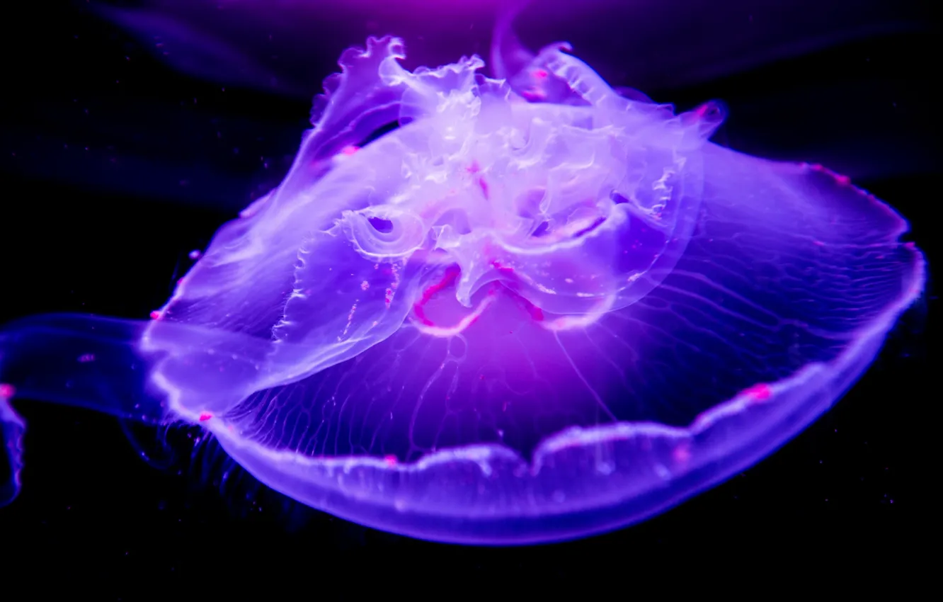 Фото обои макро, медуза, подводный мир