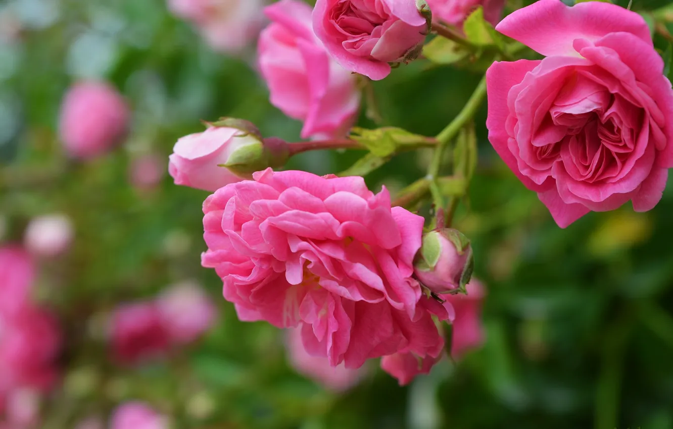 Фото обои Боке, Bokeh, Розовая роза, Pink roses
