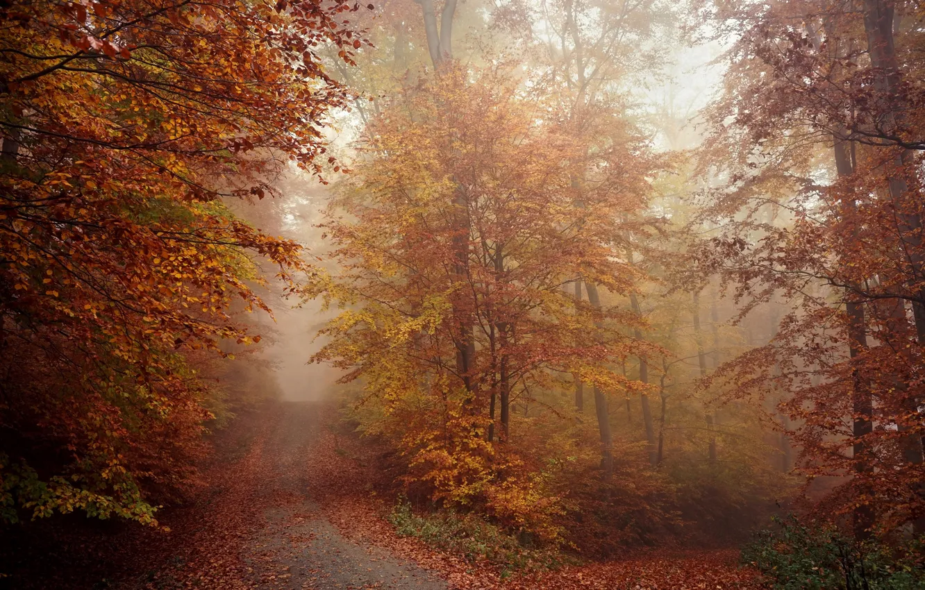 Фото обои дорога, осень, лес, природа, туман, утро