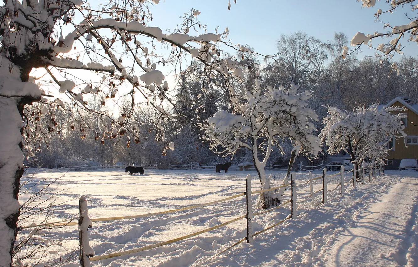 Фото обои зима, природа, лошади