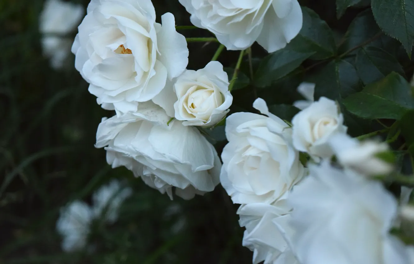 Фото обои цветы, ночь, роза, широкоформатные, белая роза