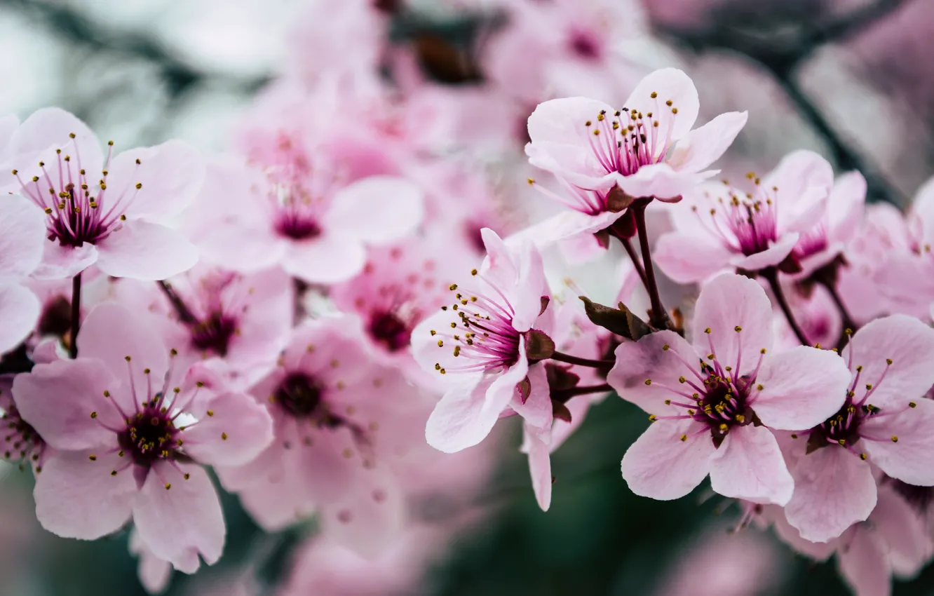 Фото обои pink, blossom, spring
