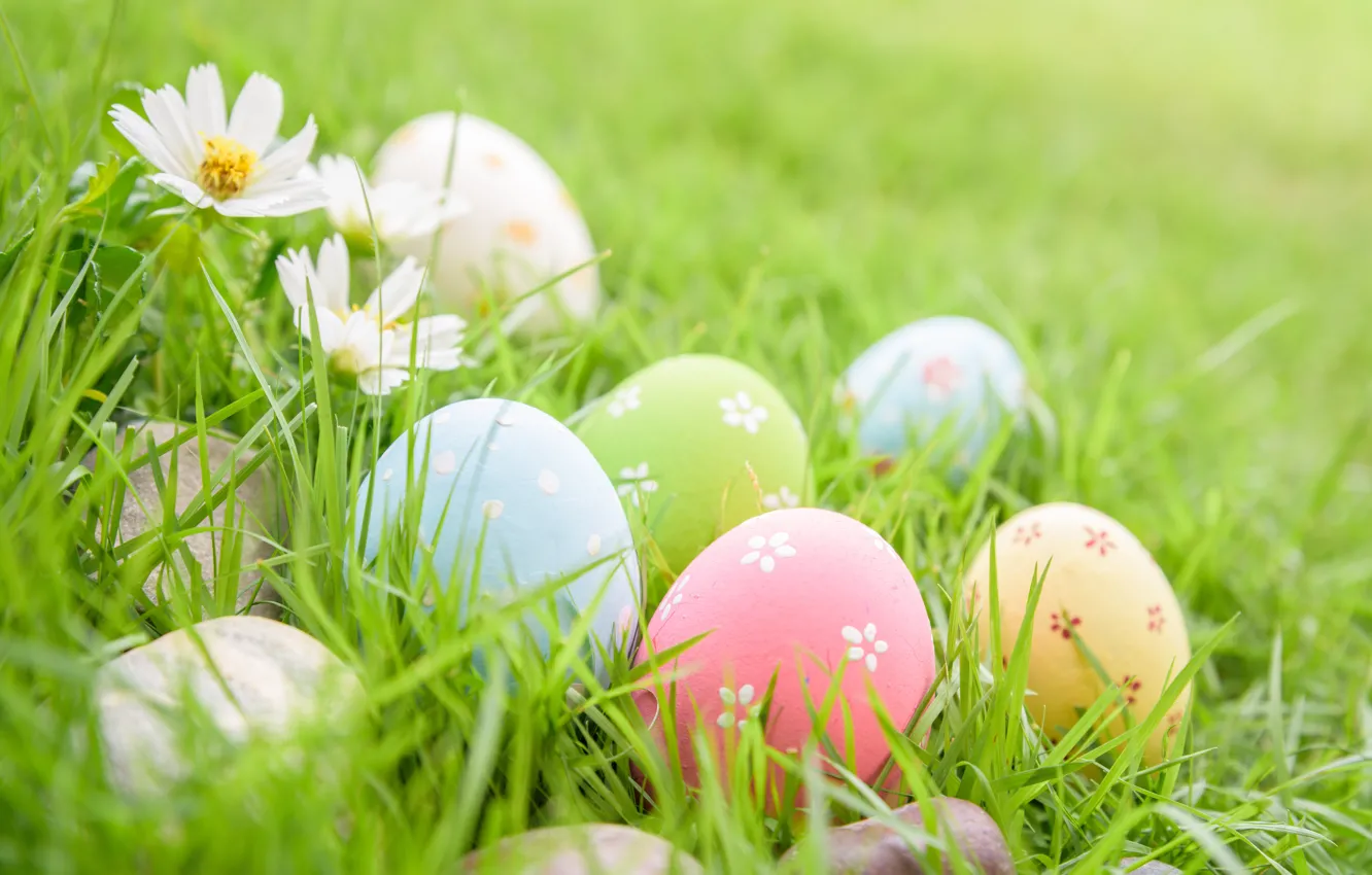 Фото обои трава, цветы, яйца, Пасха, happy, flowers, eggs, easter