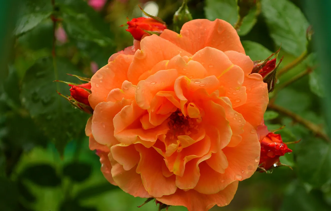 Фото обои роза, Макро, Цветок, Flower