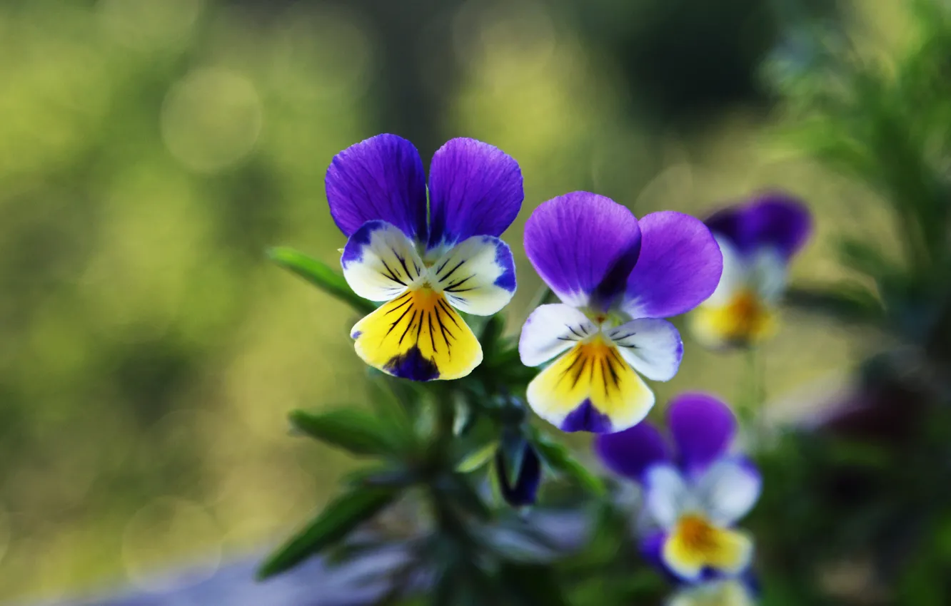Фото обои цветы, анютины глазки, боке, фиалки, виолы, фиолетовые с желтым