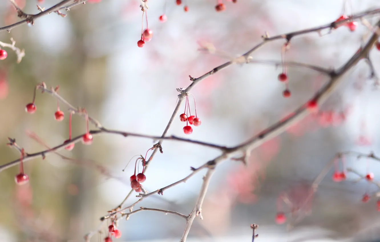 Фото обои berry, red, winter, cold