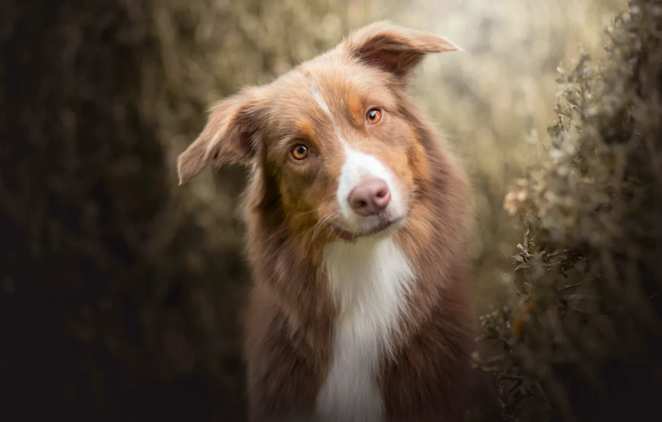 Фото обои взгляд, морда, собака, Австралийская овчарка, Аусси