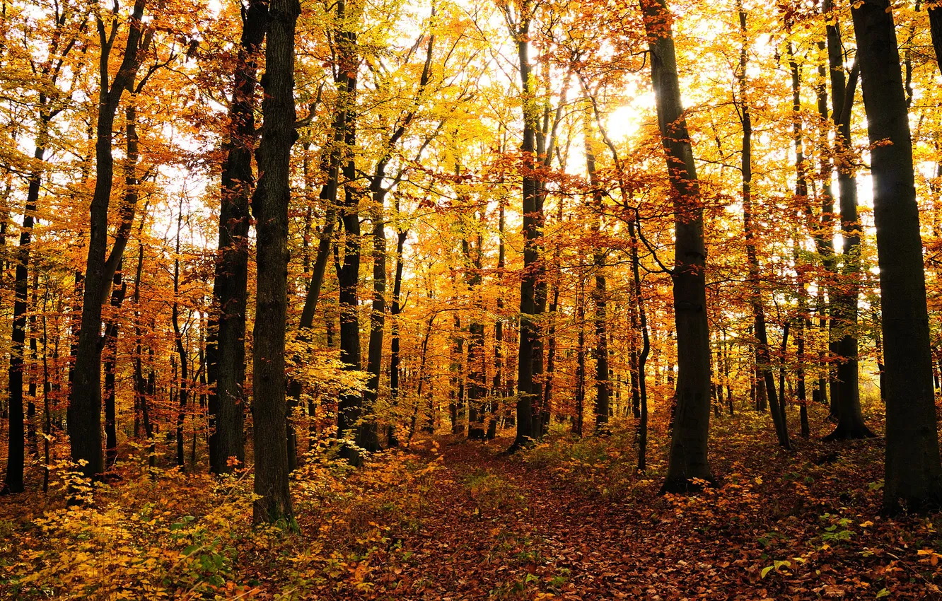 Фото обои осень, листья, деревья, природа, дерево, листва, листопад, леса