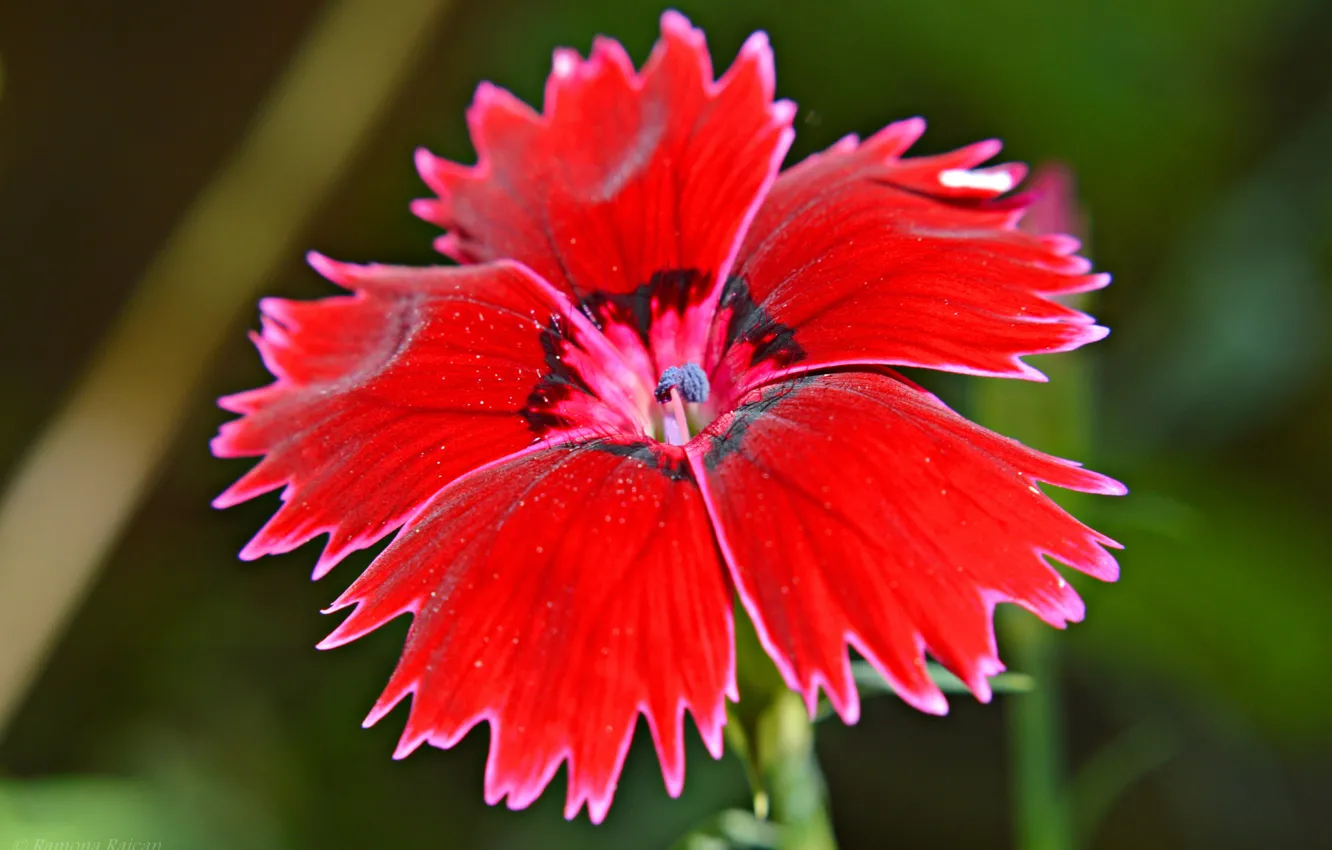 Фото обои цветок, природа, растение, лепестки, турецкая гвоздика