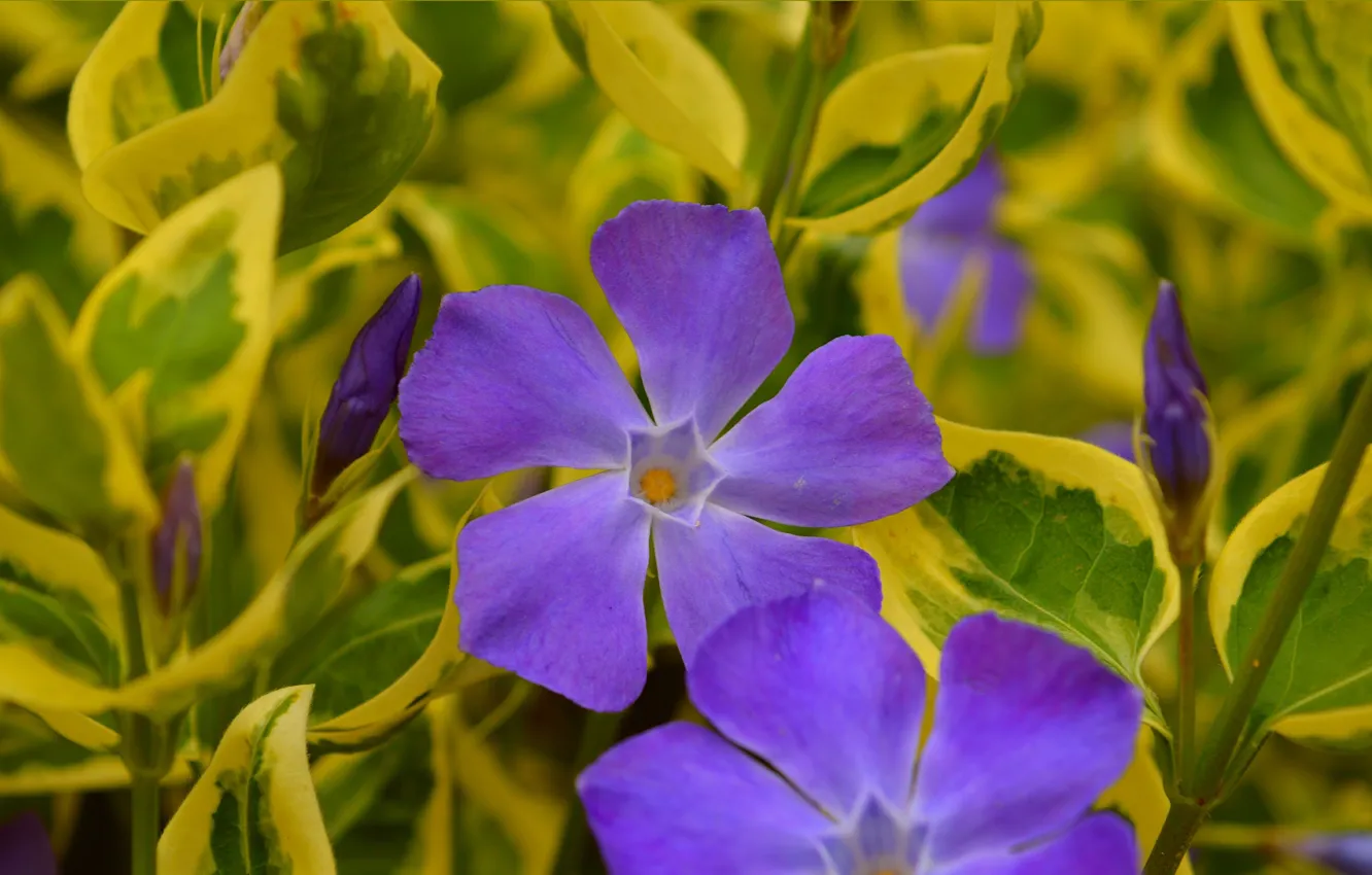 Фото обои Весна, Spring, Фиолетовый цветок, Purple flower