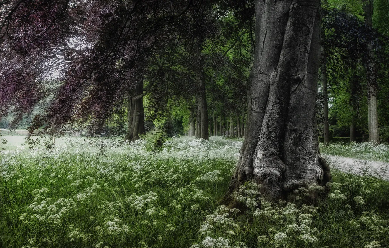 Фото обои деревья, пейзаж, ветки, природа, парк, травы, цветение, Голландия