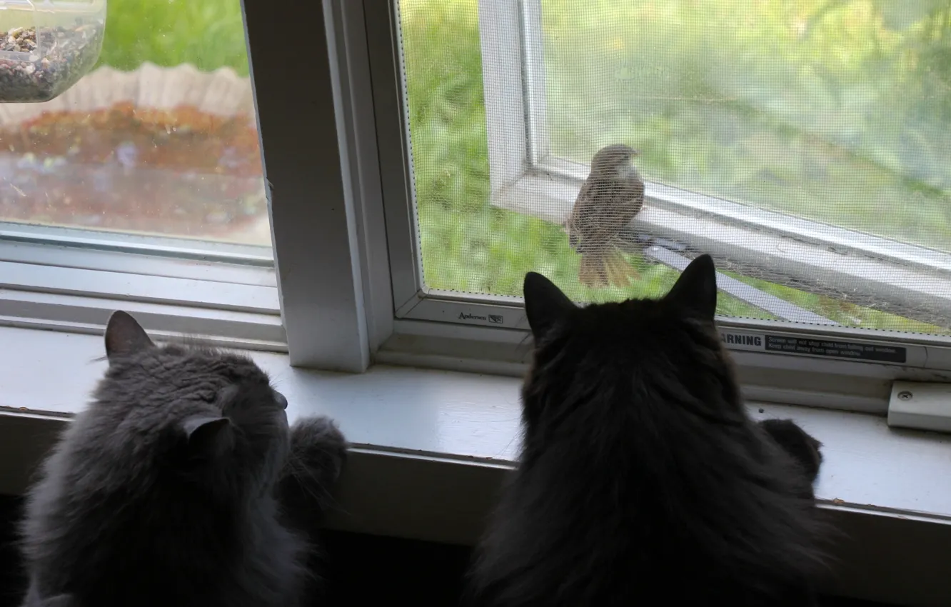 Фото обои кошки, птица, коты, окно, воробей, наблюдение