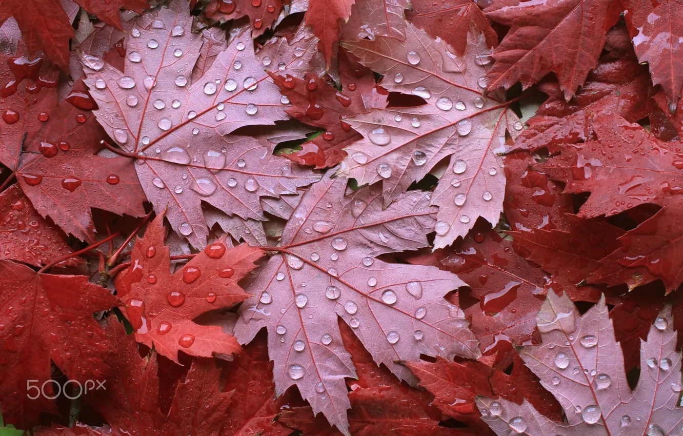 Фото обои осень, капли, макро, листва