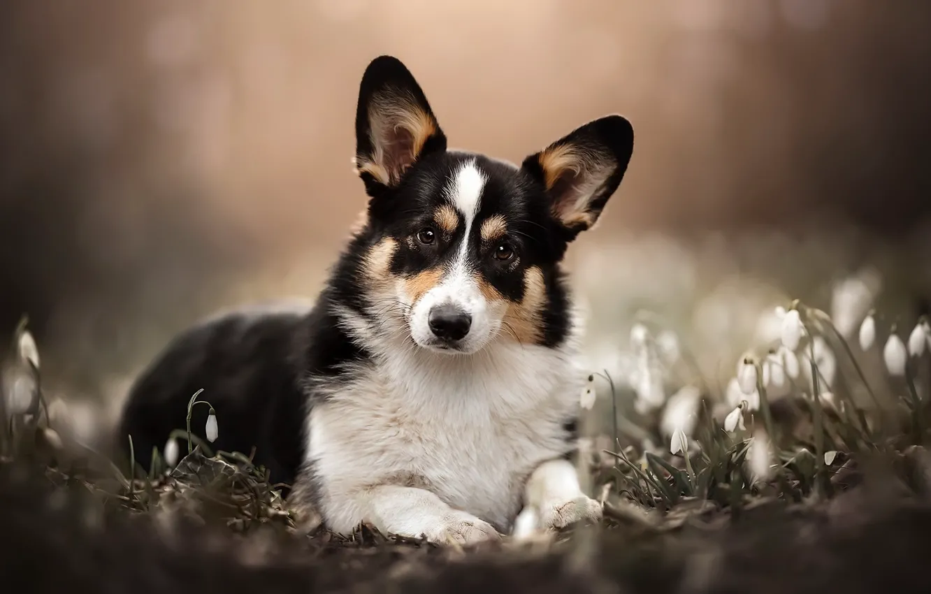 Фото обои природа, друг, собака