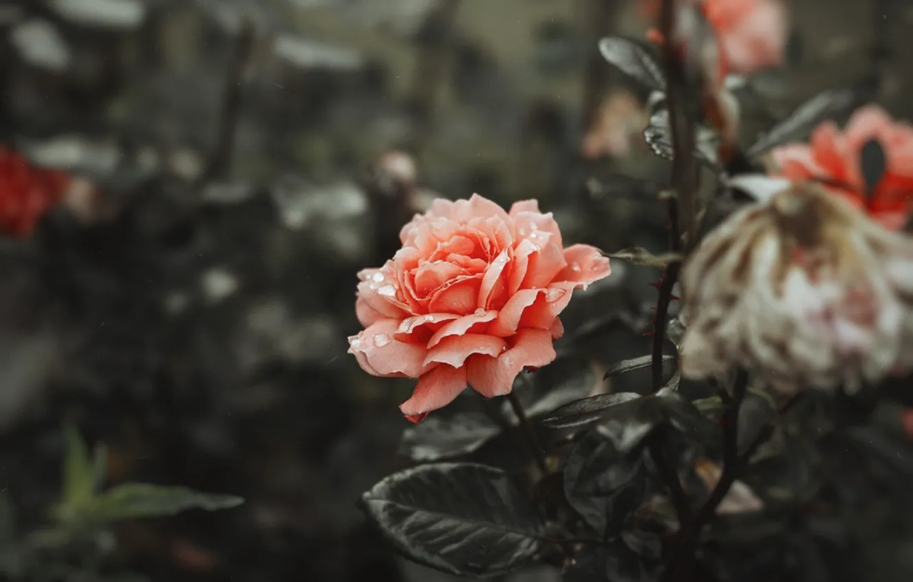 Фото обои цветок, нежный, роза, коралЛовый