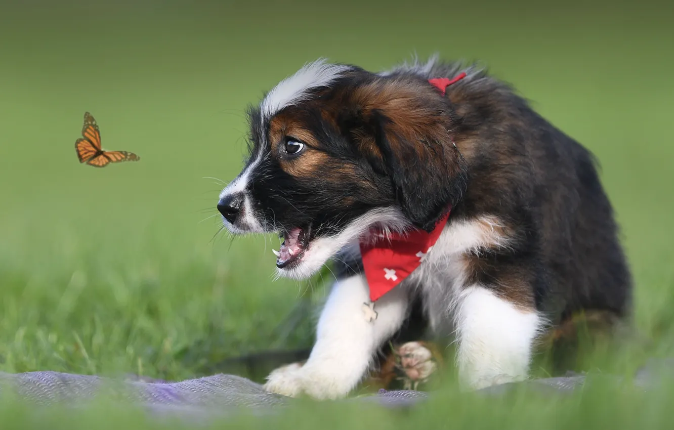 Фото обои бабочка, собака, щенок, боке, Валлер