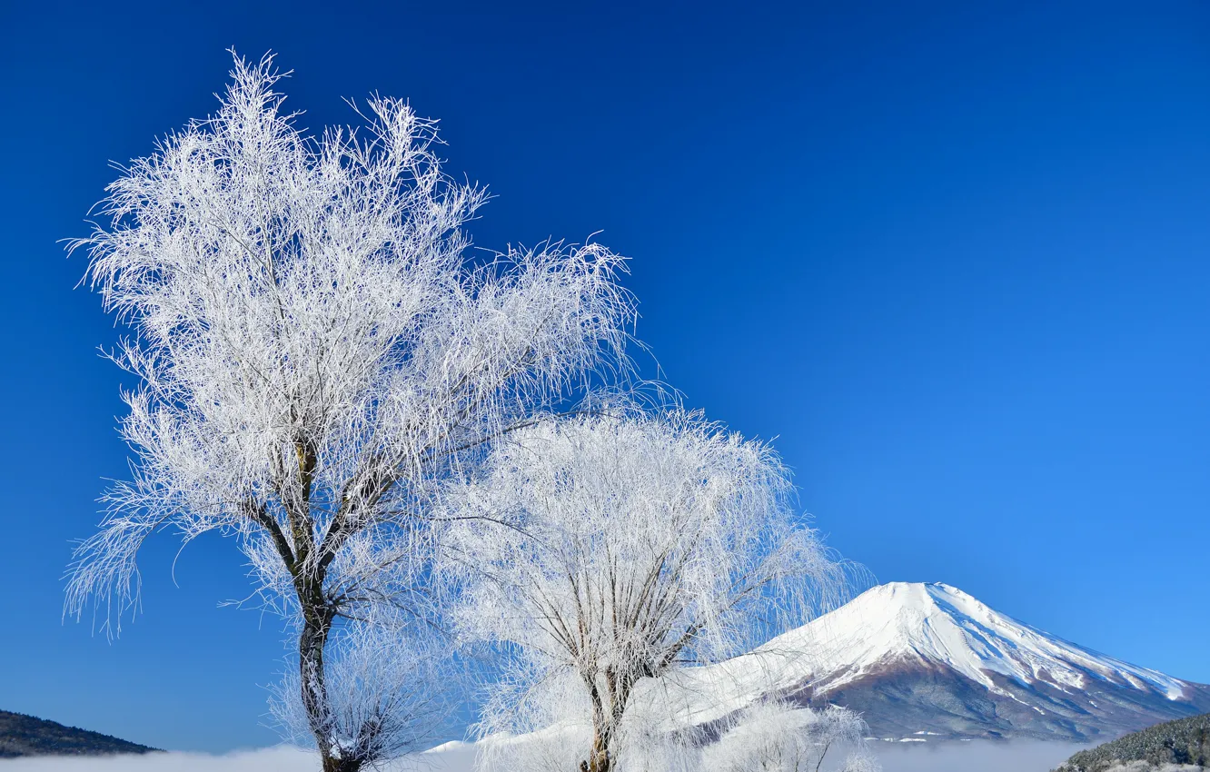 Фото обои зима, небо, снег, деревья, Япония, гора Фудзияма