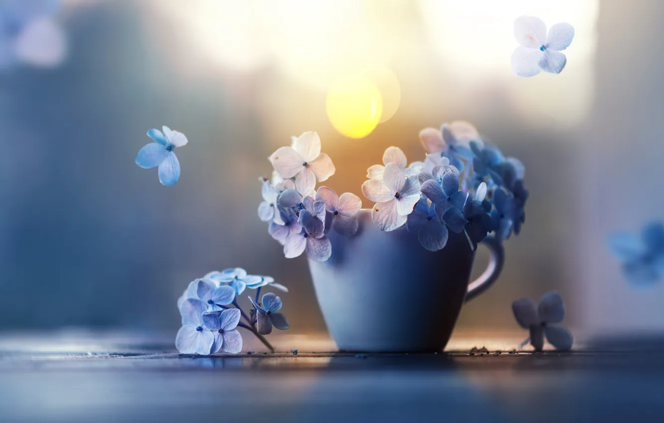 Фото обои цветы, лепестки, чашка, гортензия, Ashraful Arefin