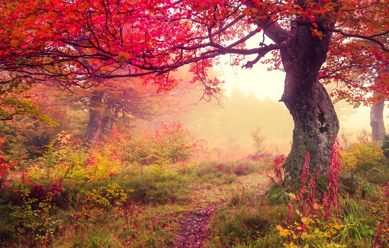Фото обои осень, лес, листья, forest, autumn, leaves, tree