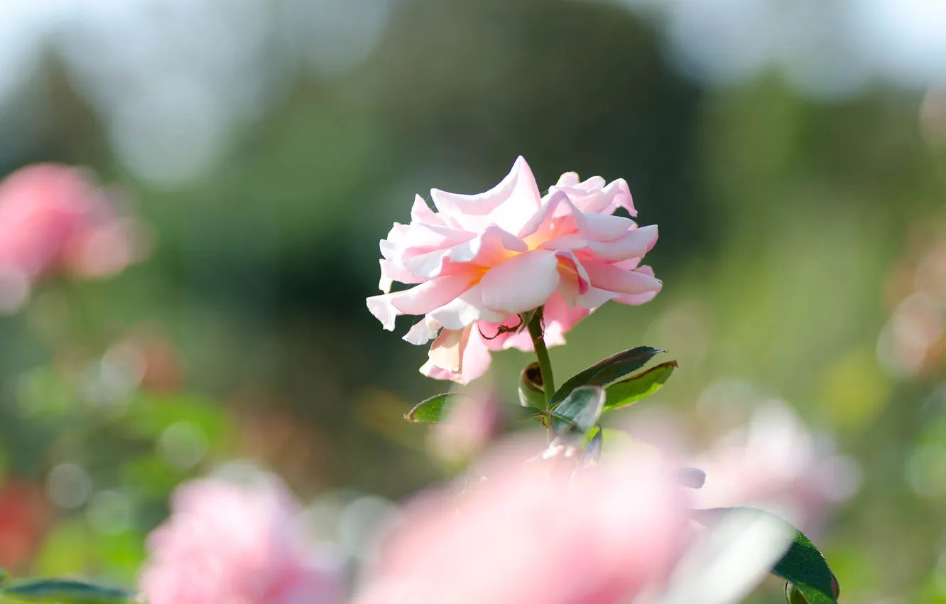 Фото обои поле, розовая, роза, фокус, кусты
