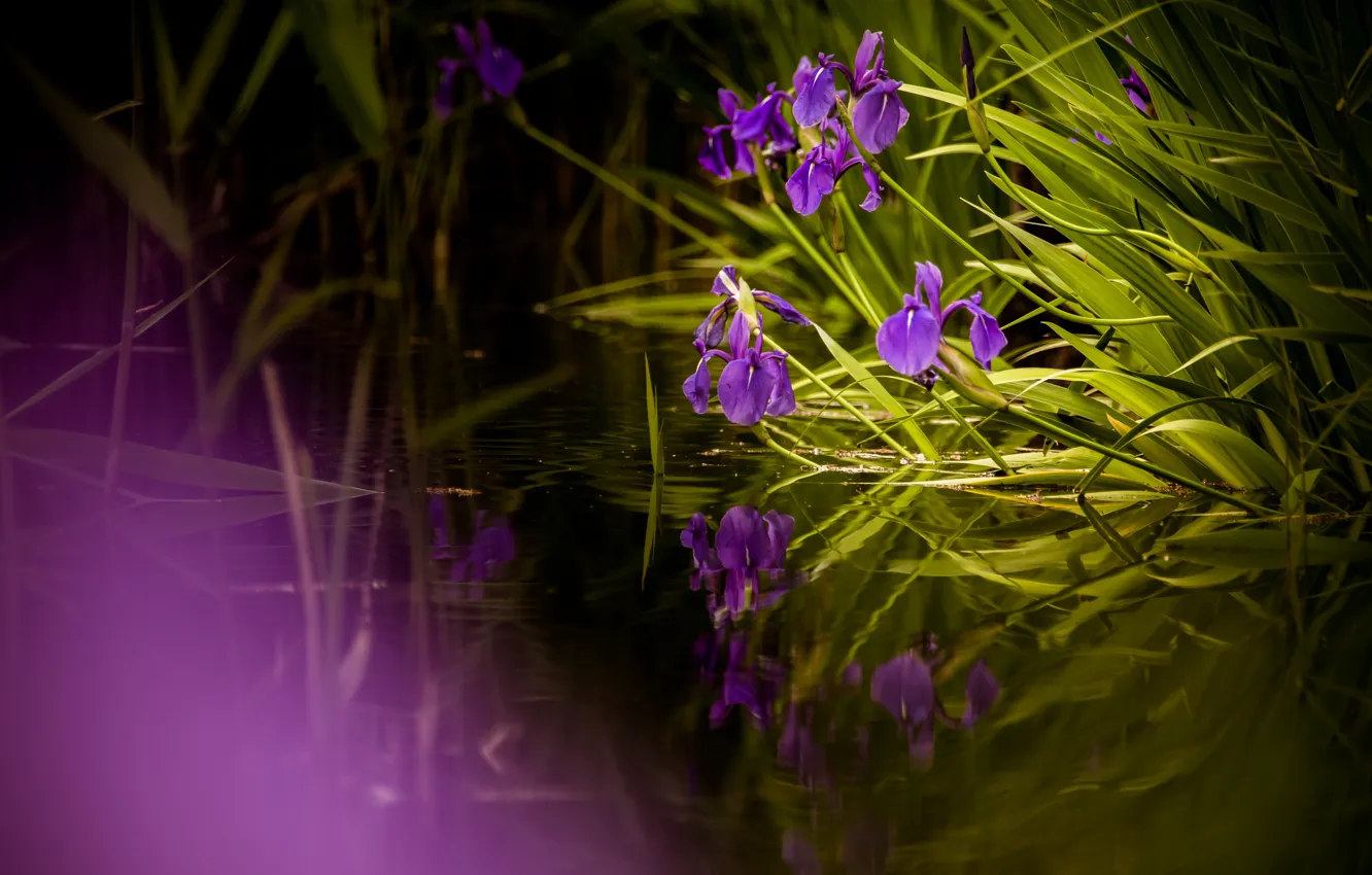 Фото обои листья, озеро, пруд, отражение, берег, весна, ирисы, водоем