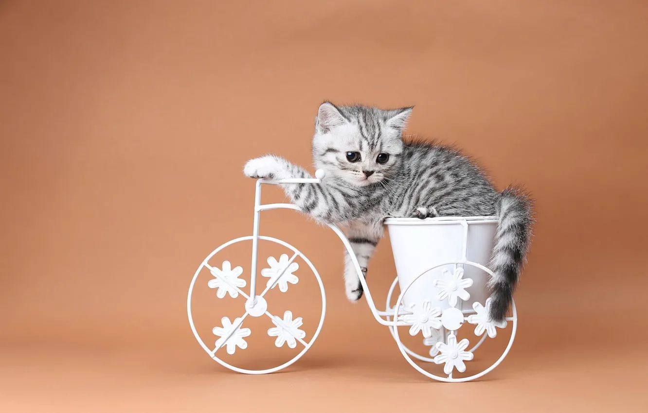 Фото обои кошка, велосипед, котенок, оранжевый фон, корзинка, британский
