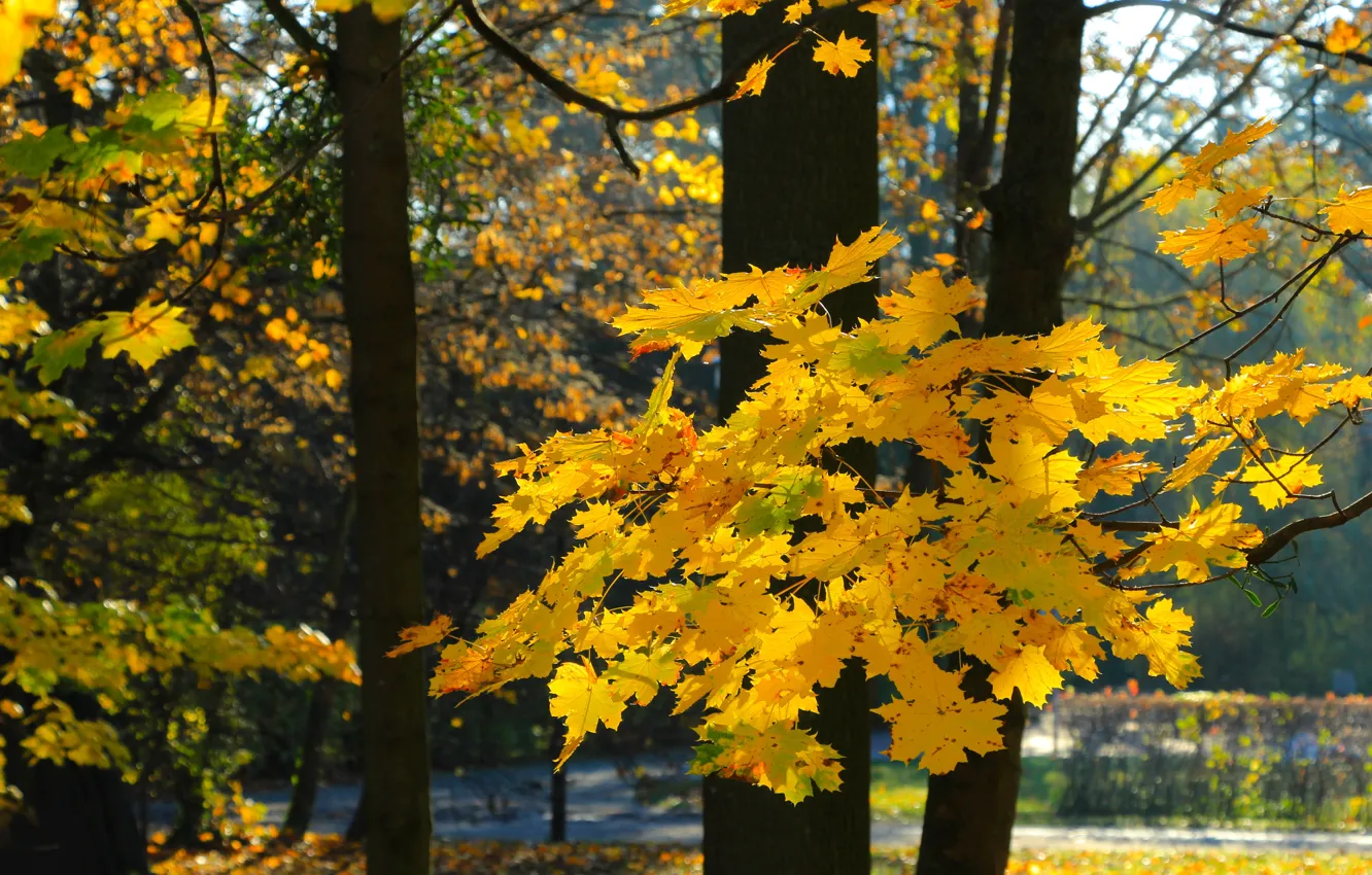 Фото обои park, autumn, tree, leaf