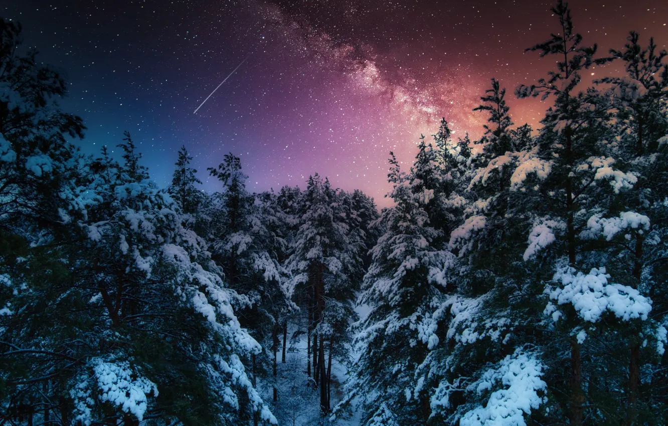 Фото обои зима, лес, снег, деревья, пейзаж, ночь, природа, звёзды