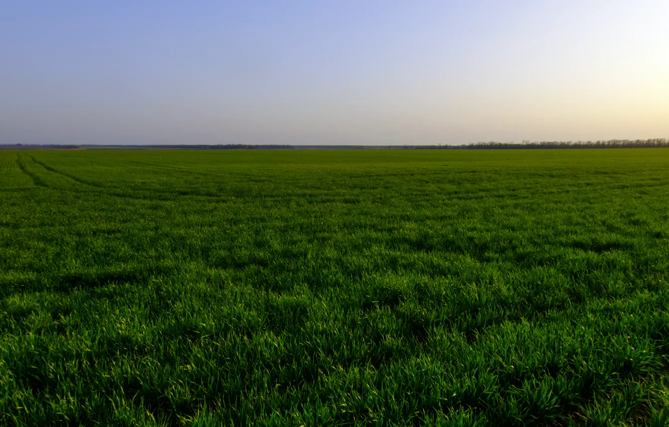 Фото обои зелень, деревья, закат, горизонт, Пшеничное поле, следы на поле, Голубое небо