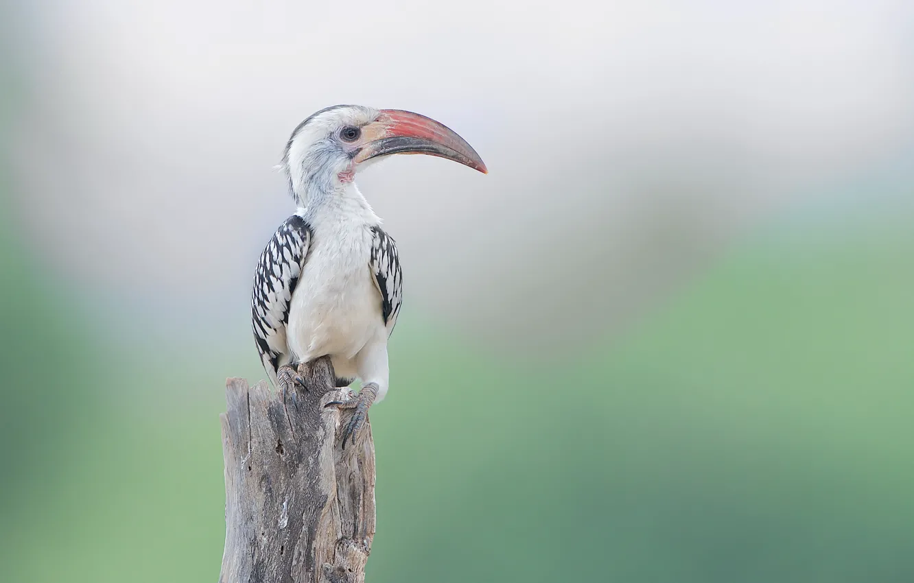 Фото обои природа, птица, Red Billed Hornbill