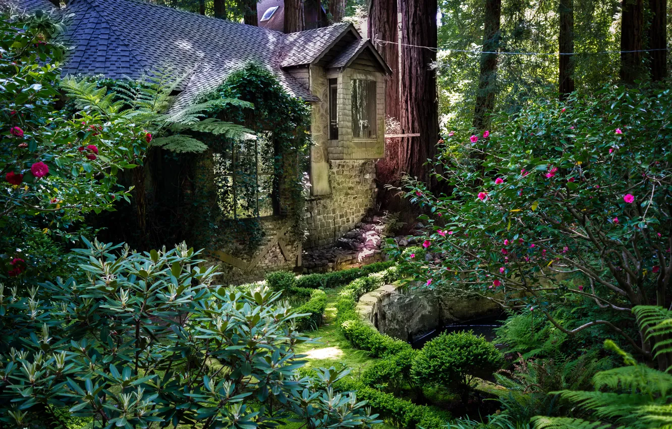 Фото обои деревья, парк, Калифорния, домик, США, кусты, Redwood National Park