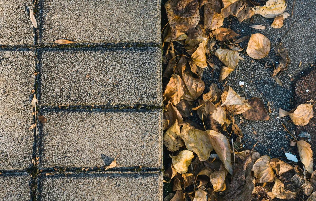 Фото обои осень, листья, тень, текстура, texture, autumn, leaves, shadows