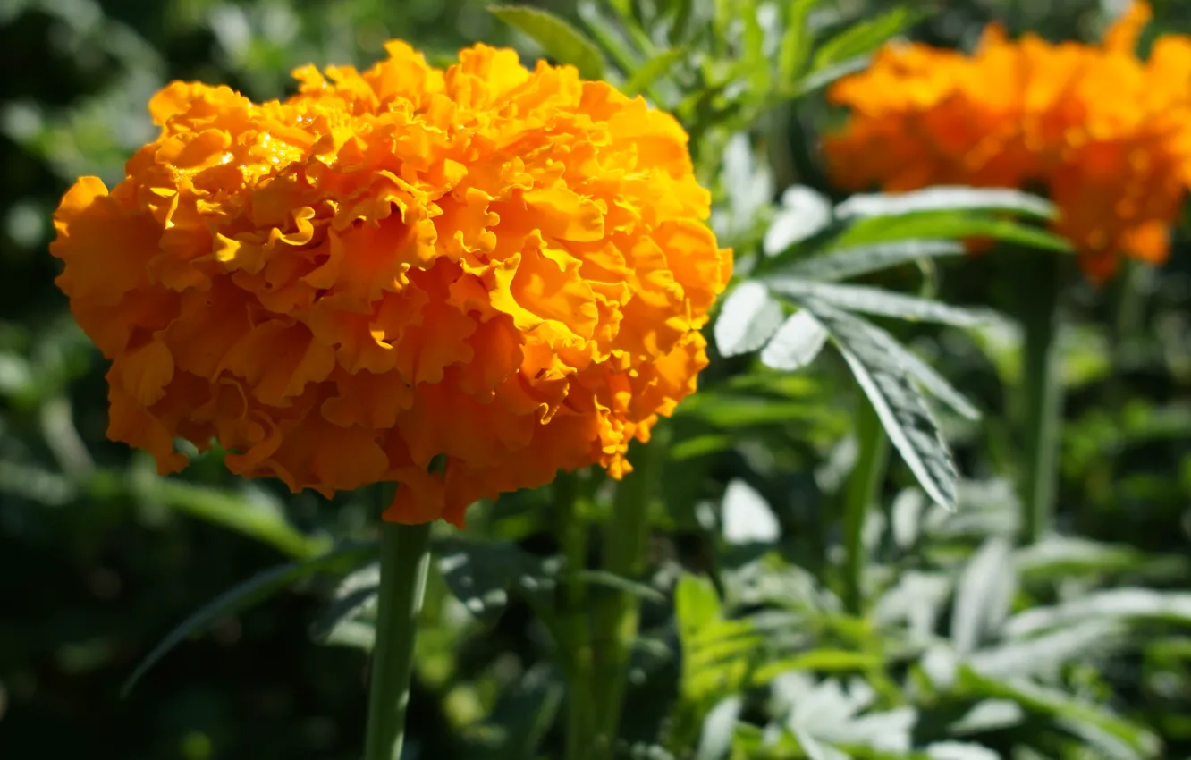 Фото обои цветок, желтый, природа, растение, сад, бархатцы