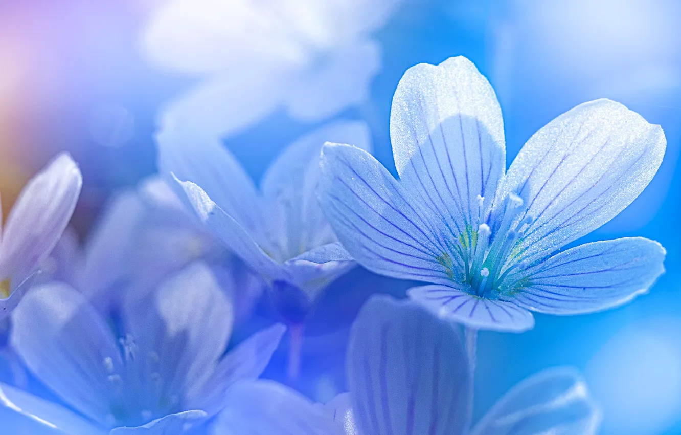 Фото обои макро, цветы, лепестки, голубые