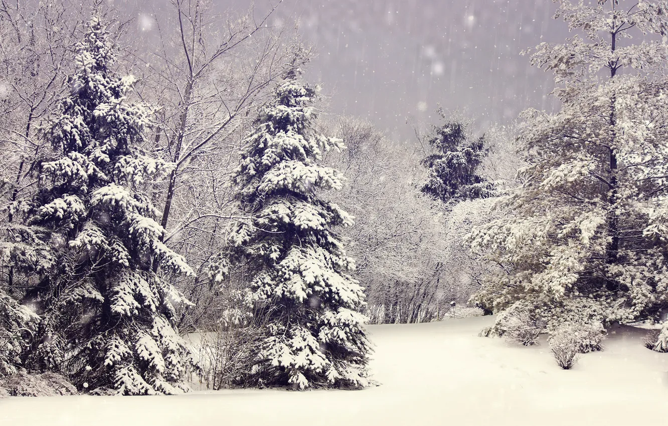 Фото обои зима, снег, деревья, ветки, природа, елки, ёлки