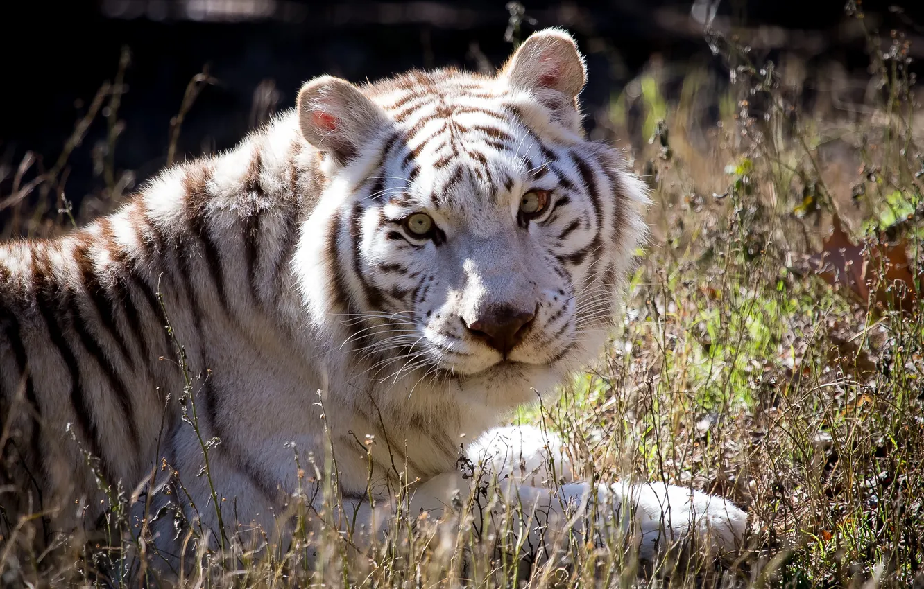 Фото обои кошка, взгляд, белый тигр