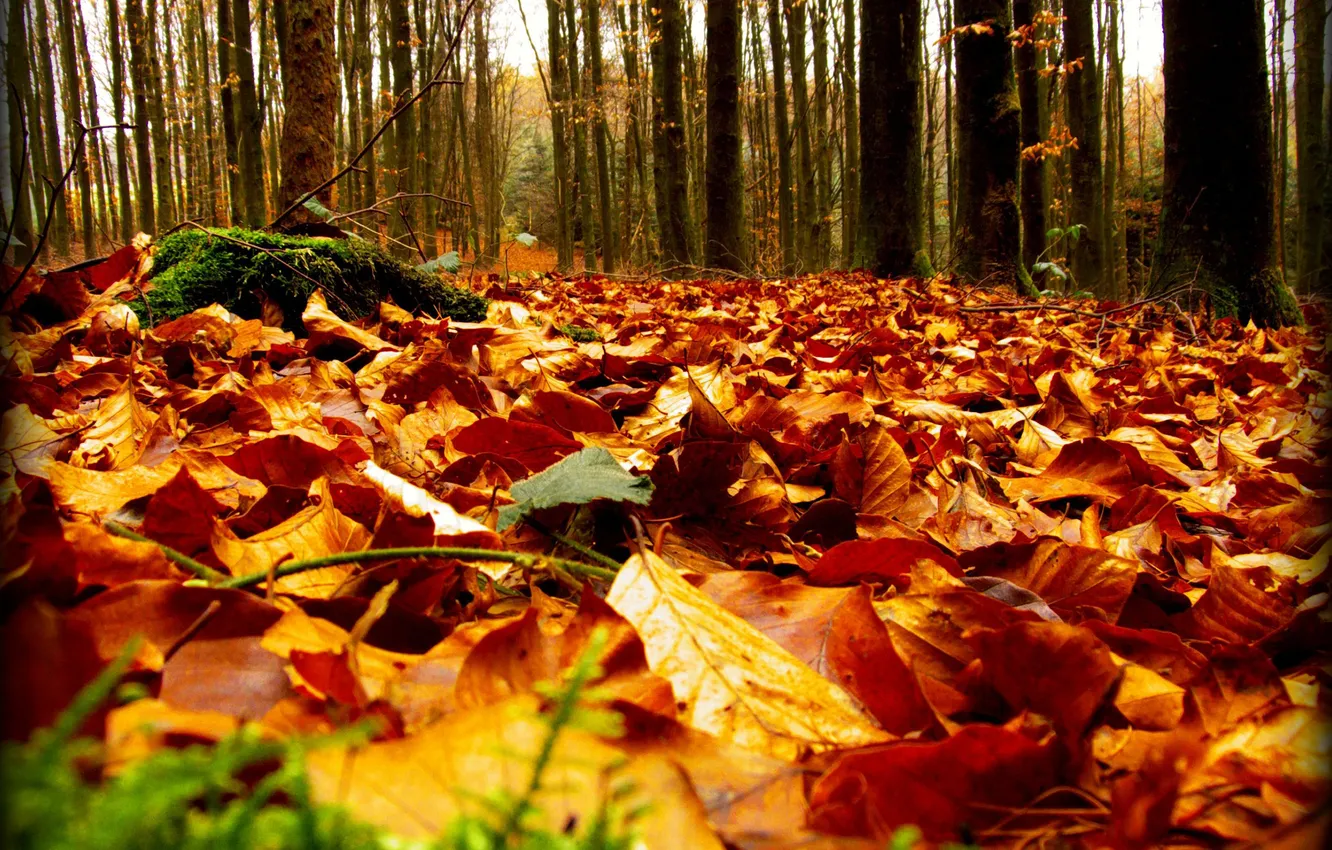 Фото обои осень, лес, природа, листва