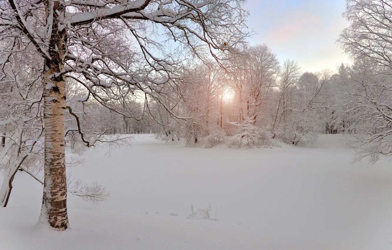 Фото обои зима, снег, утро, Россия, берёза, Пушкин