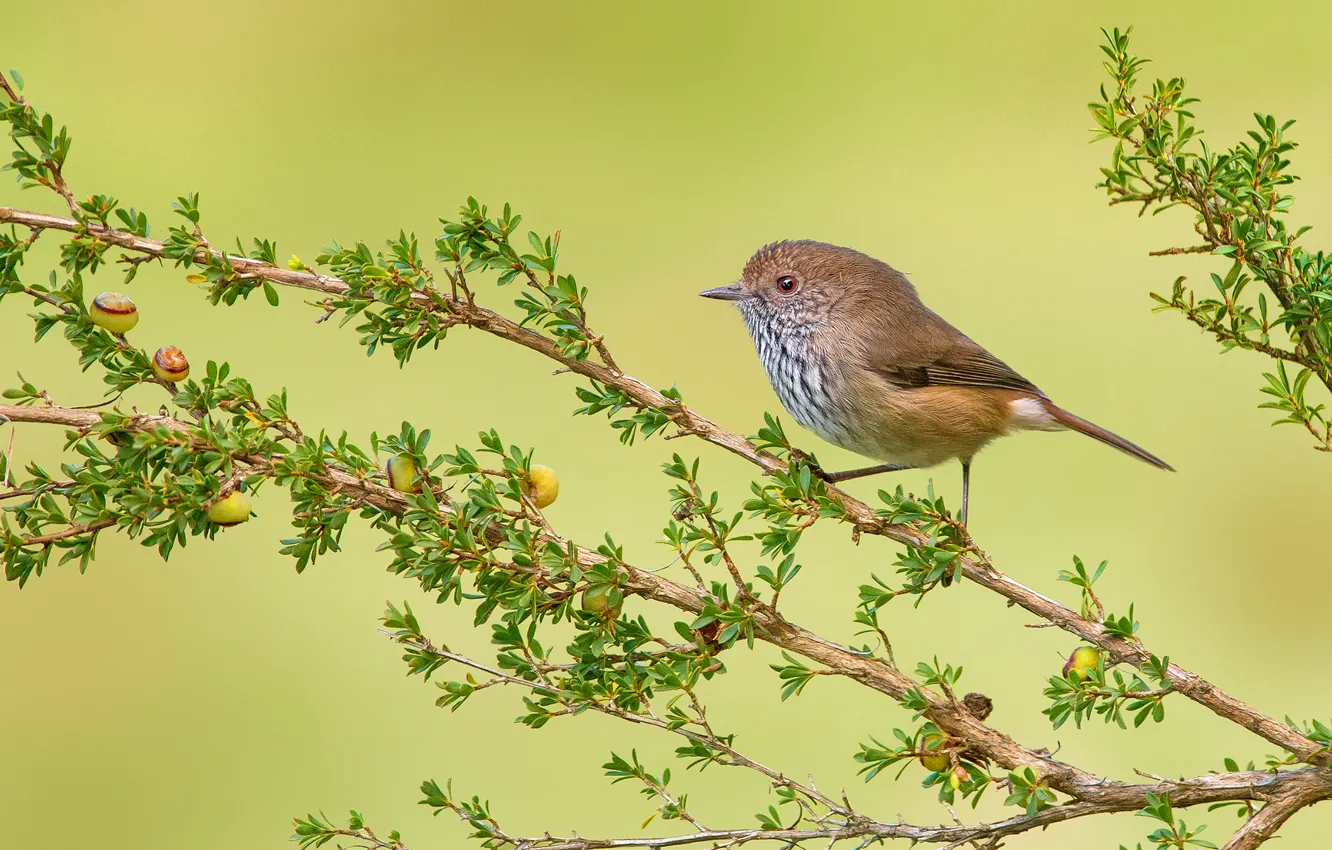 Фото обои ветки, дерево, птичка, Brown Thornbill
