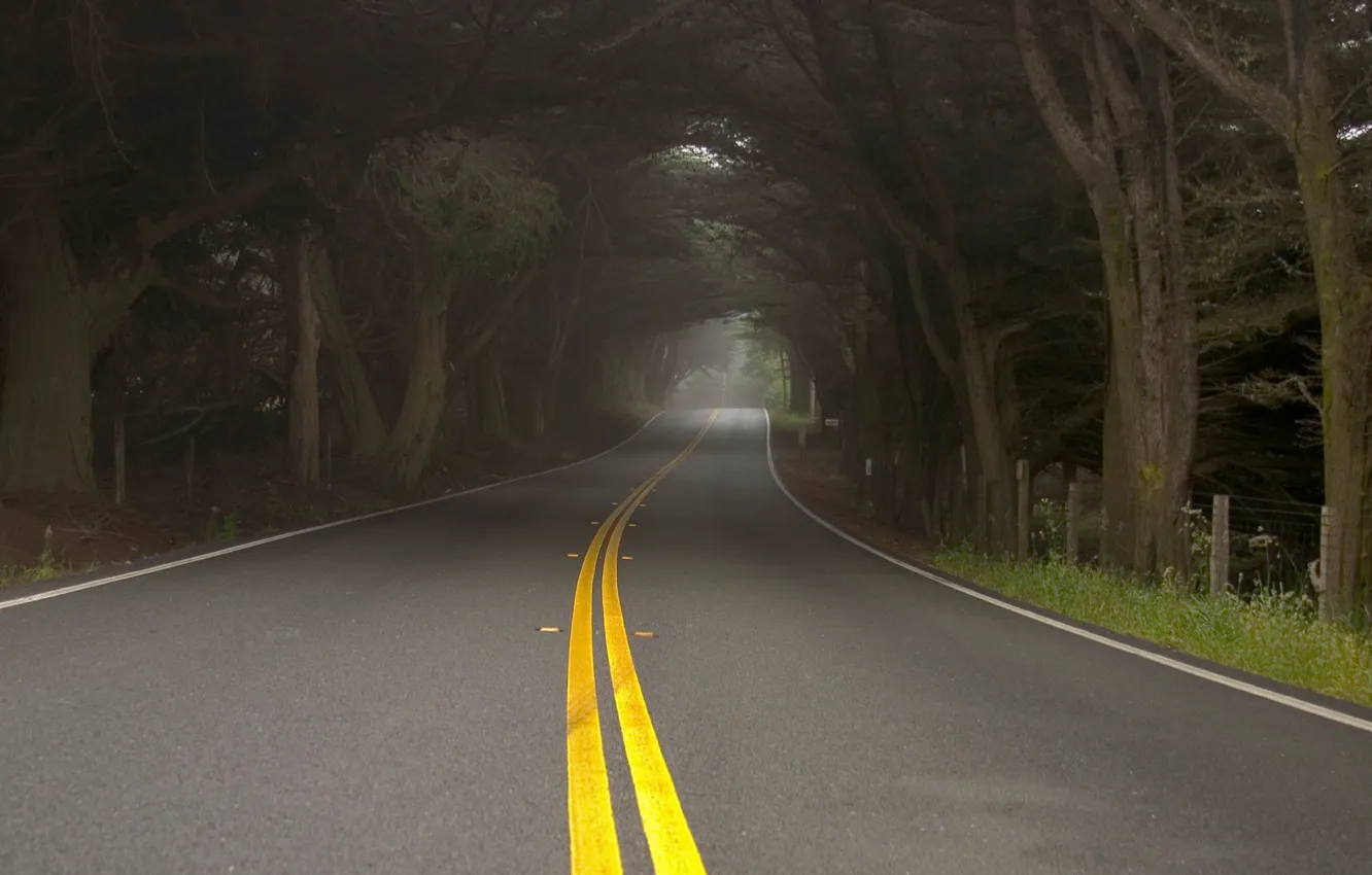 Фото обои дорога, деревья, природа, туман, дымка