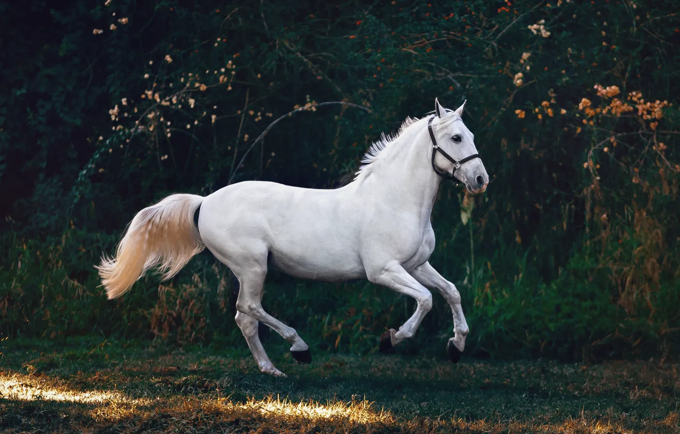 Фото обои белый, ветки, природа, поза, темный фон, конь, лошадь, белая