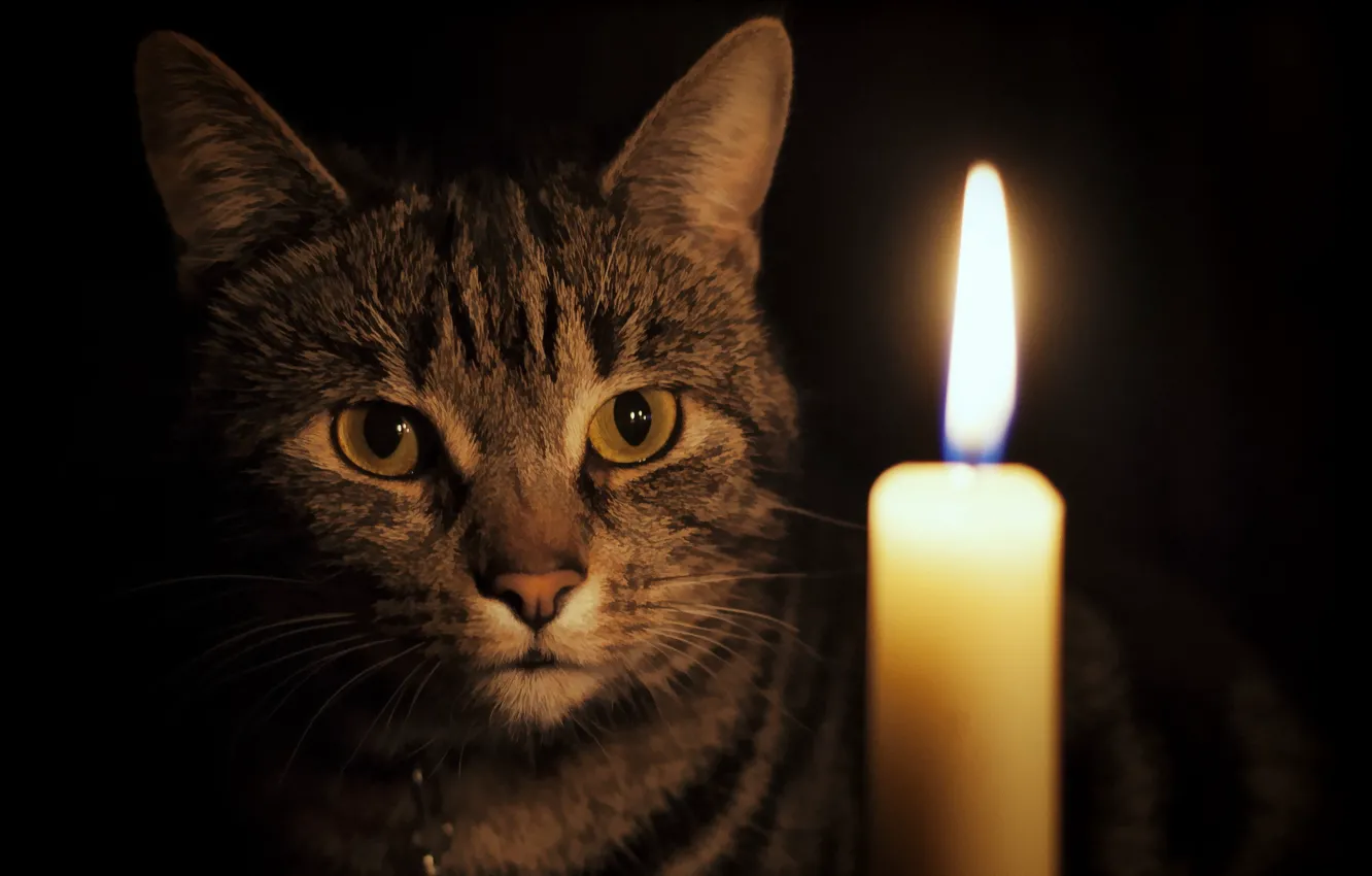 Фото обои кошка, взгляд, свеча