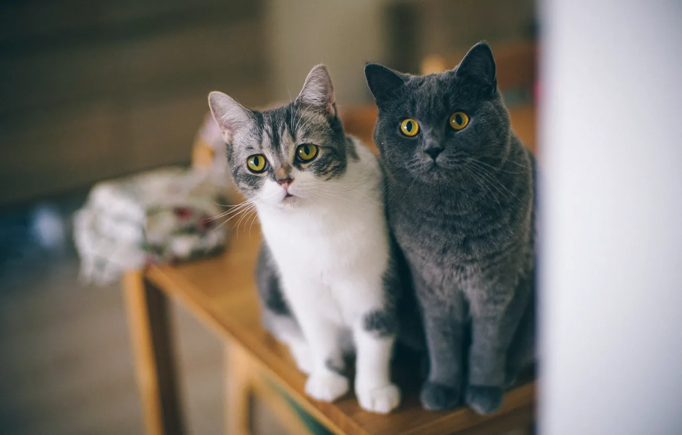 Фото обои глаза, кошки, стол, стул, любопытство