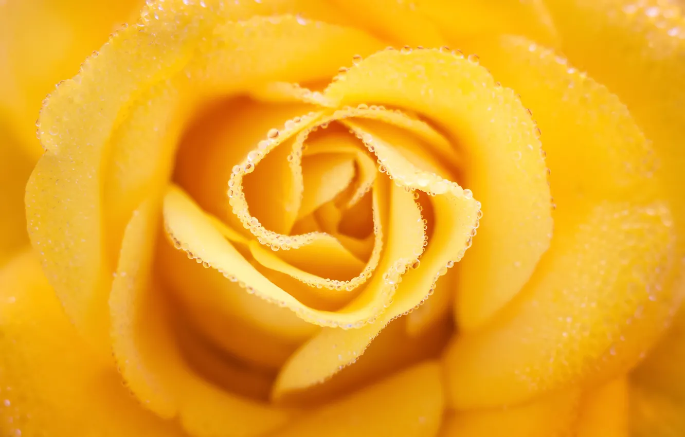 Фото обои капли, крупный план, роса, роза, желтая