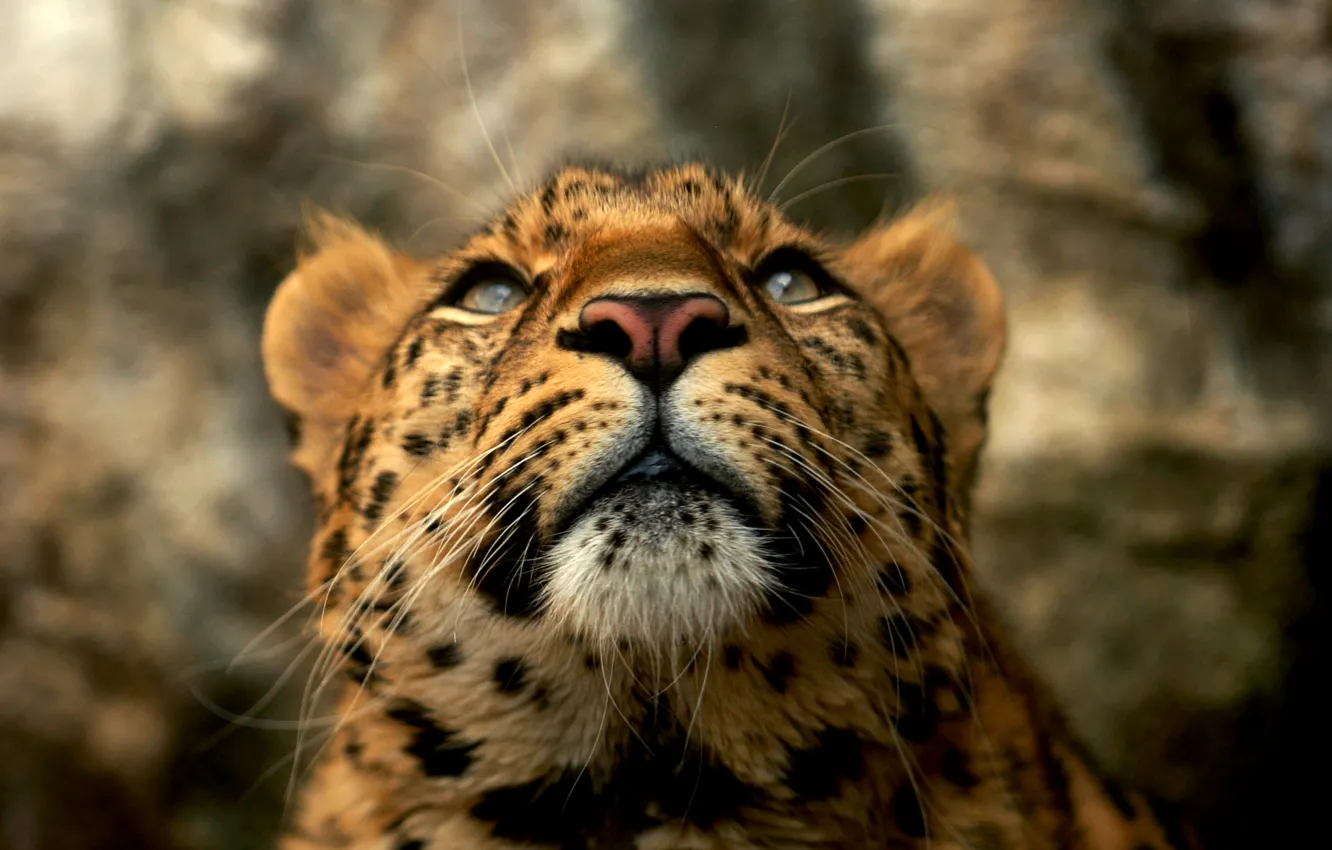 Фото обои усы, леопард, внимание
