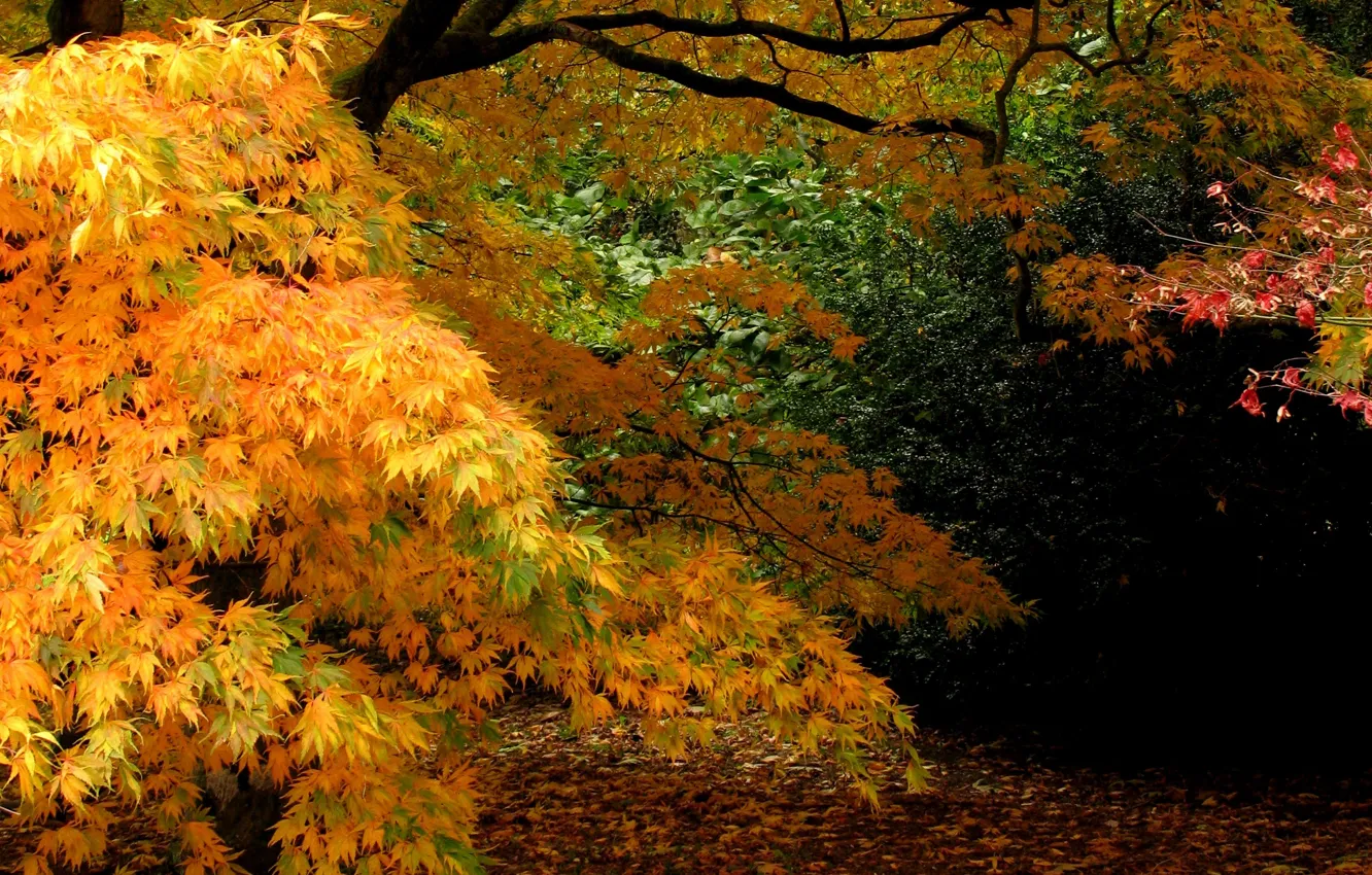 Фото обои осень, листья, деревья, ветви, Природа, листопад, trees, nature