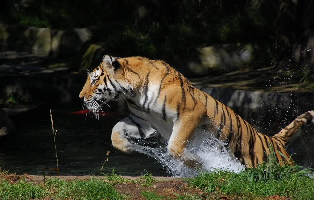 Фото обои тигр, движение, прыжок, всплеск, воды